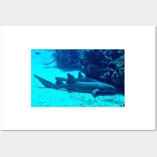 Nurse Sharks Posters and Art